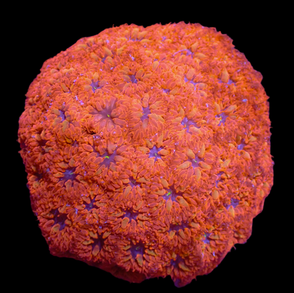 Blue Raven Blasto Colony