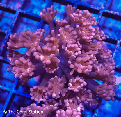 Red Alveopora