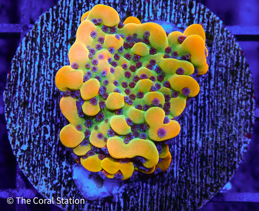 Crazy T. Montipora