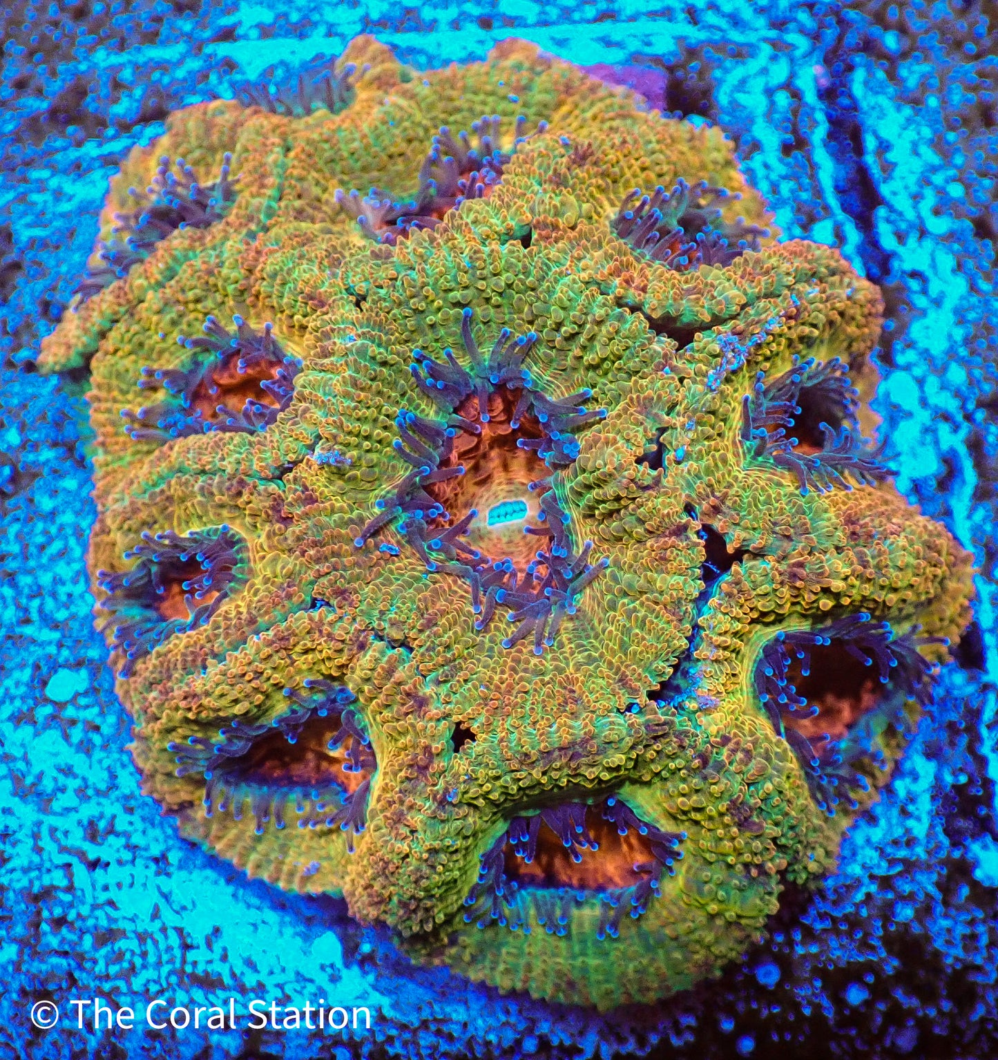 BSA Endgame Acan Colony
