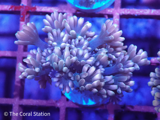 Pink Alveopora