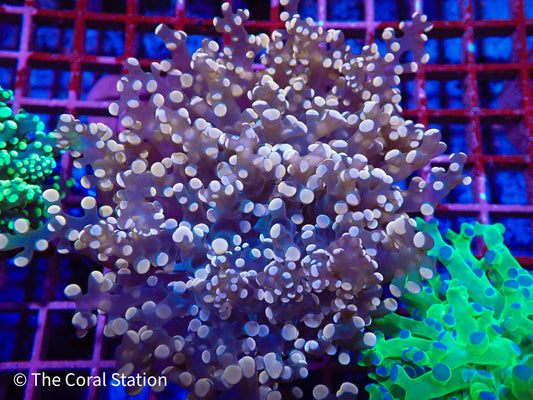 Pink Frogspawn