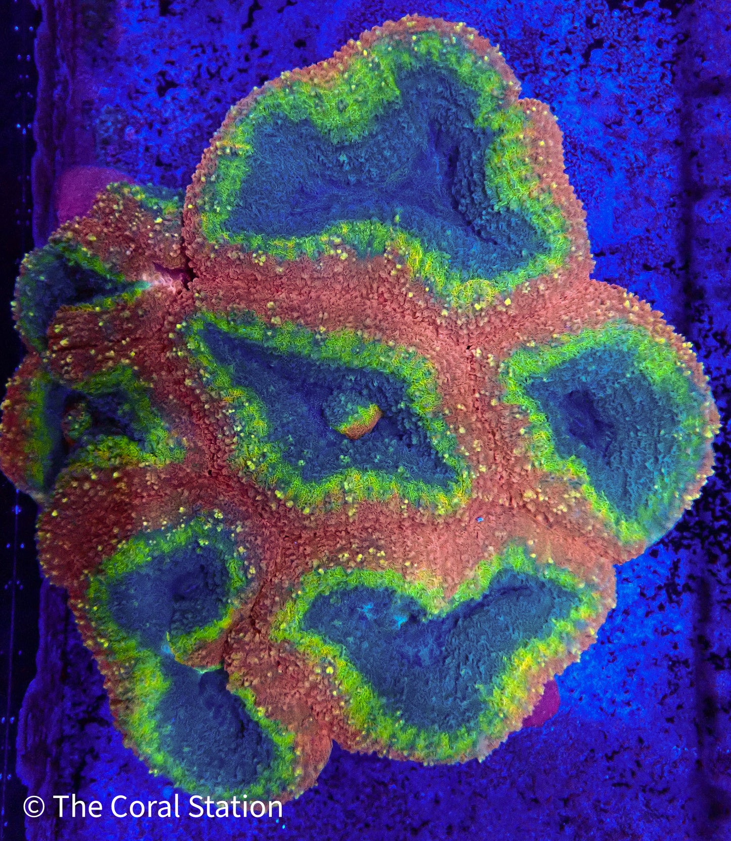 Neon Nebula Lobophyllia Coral in reef aquarium with vibrant neon-colored polyps