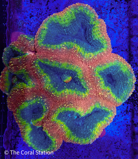 Neon Nebula Lobophyllia Coral in reef aquarium with vibrant neon-colored polyps