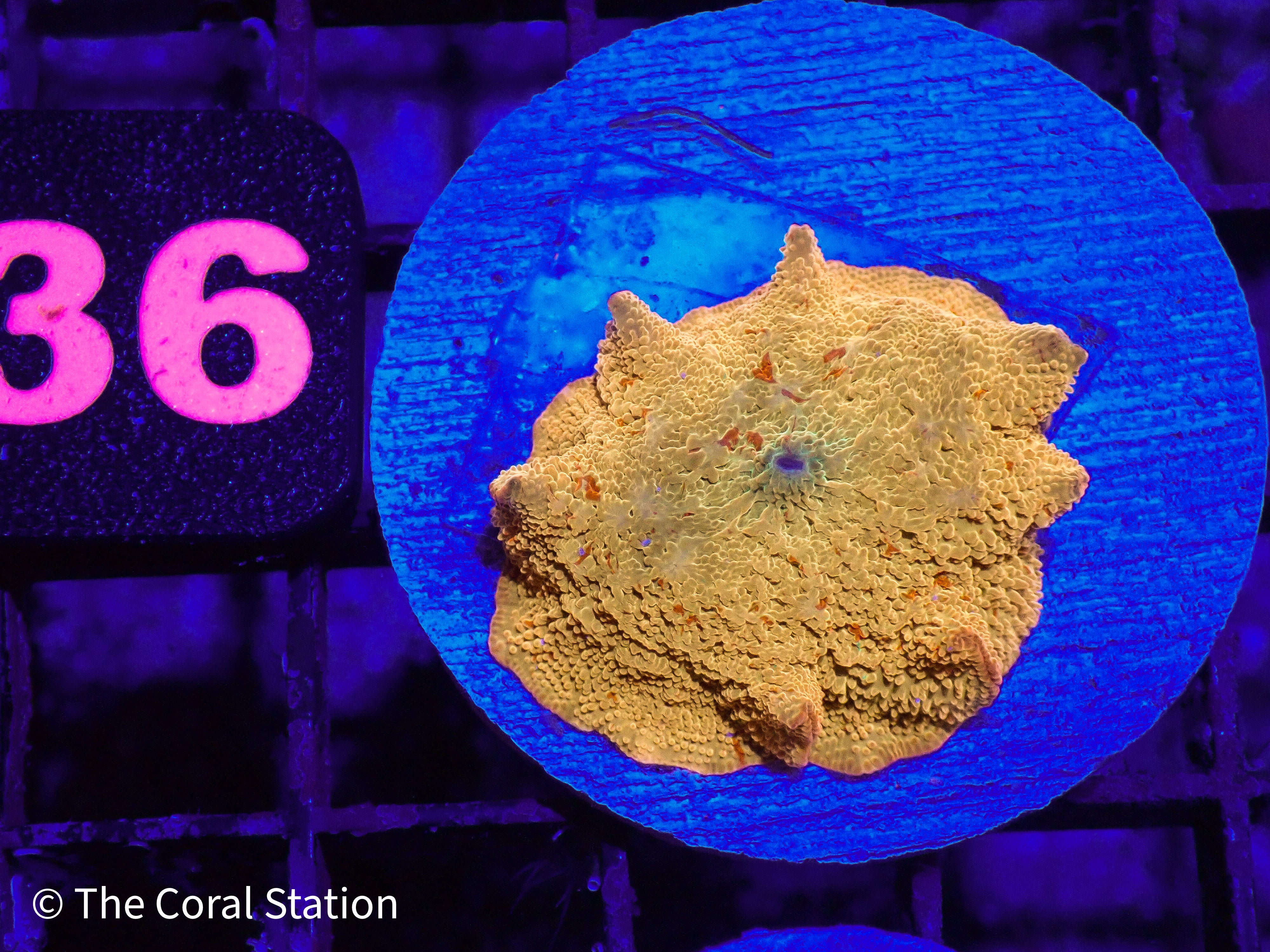 ルコラルステーション Products – The Coral Station