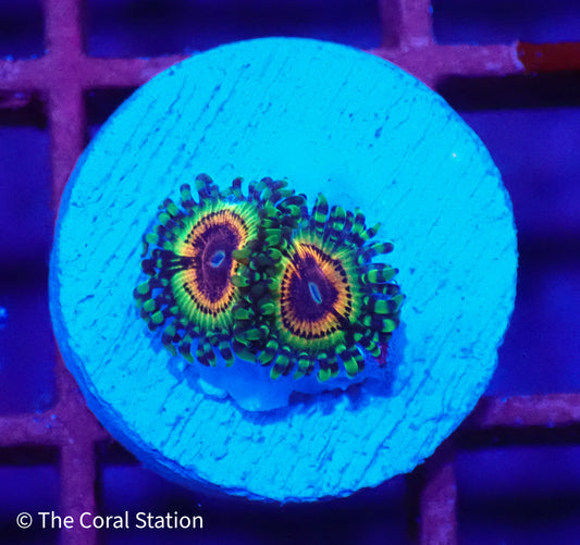 LSOH 2Polyps Zoa