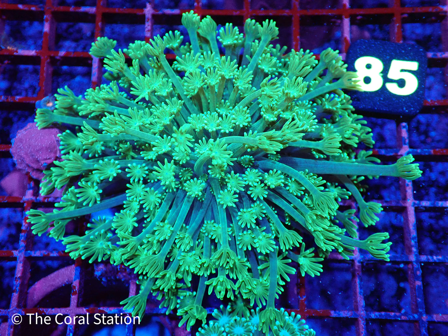 Green Alveopora