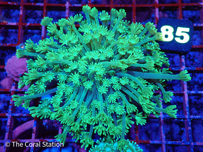 Green Alveopora