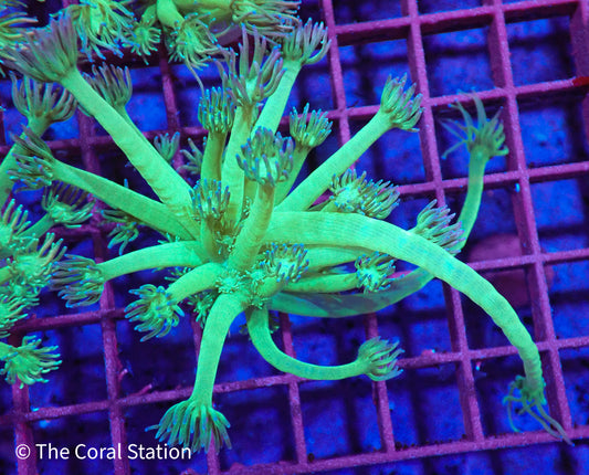 Avatar Goniopora