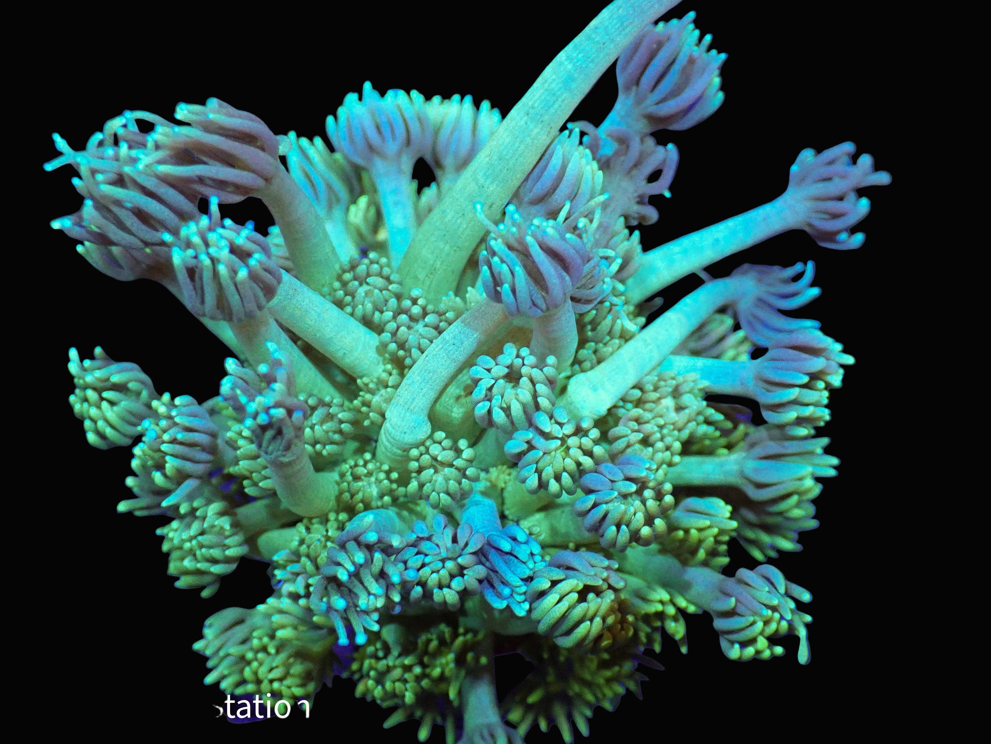 Goniopora coral frag with colorful tentacles, LPS coral collection