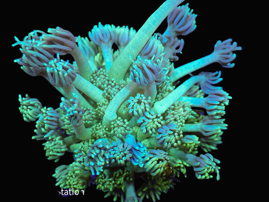 Goniopora coral frag with colorful tentacles, LPS coral collection