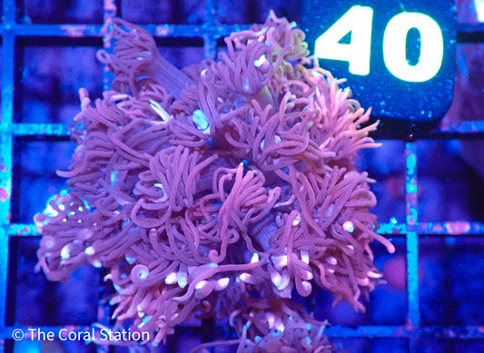 Pink Goniopora