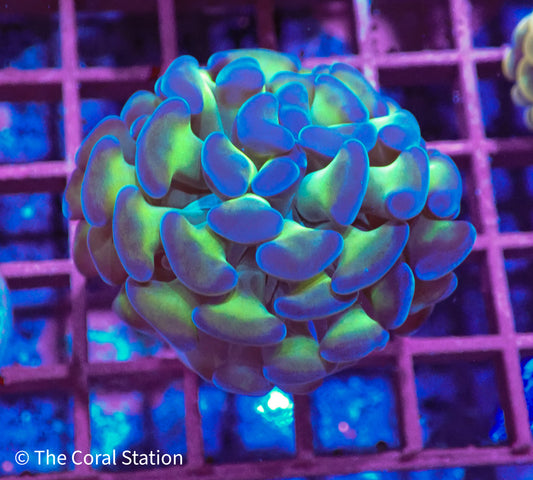 Close-up of a neon green and purple Branching Hammer Coral (Euphyllia ancora) under reef aquarium lighting.