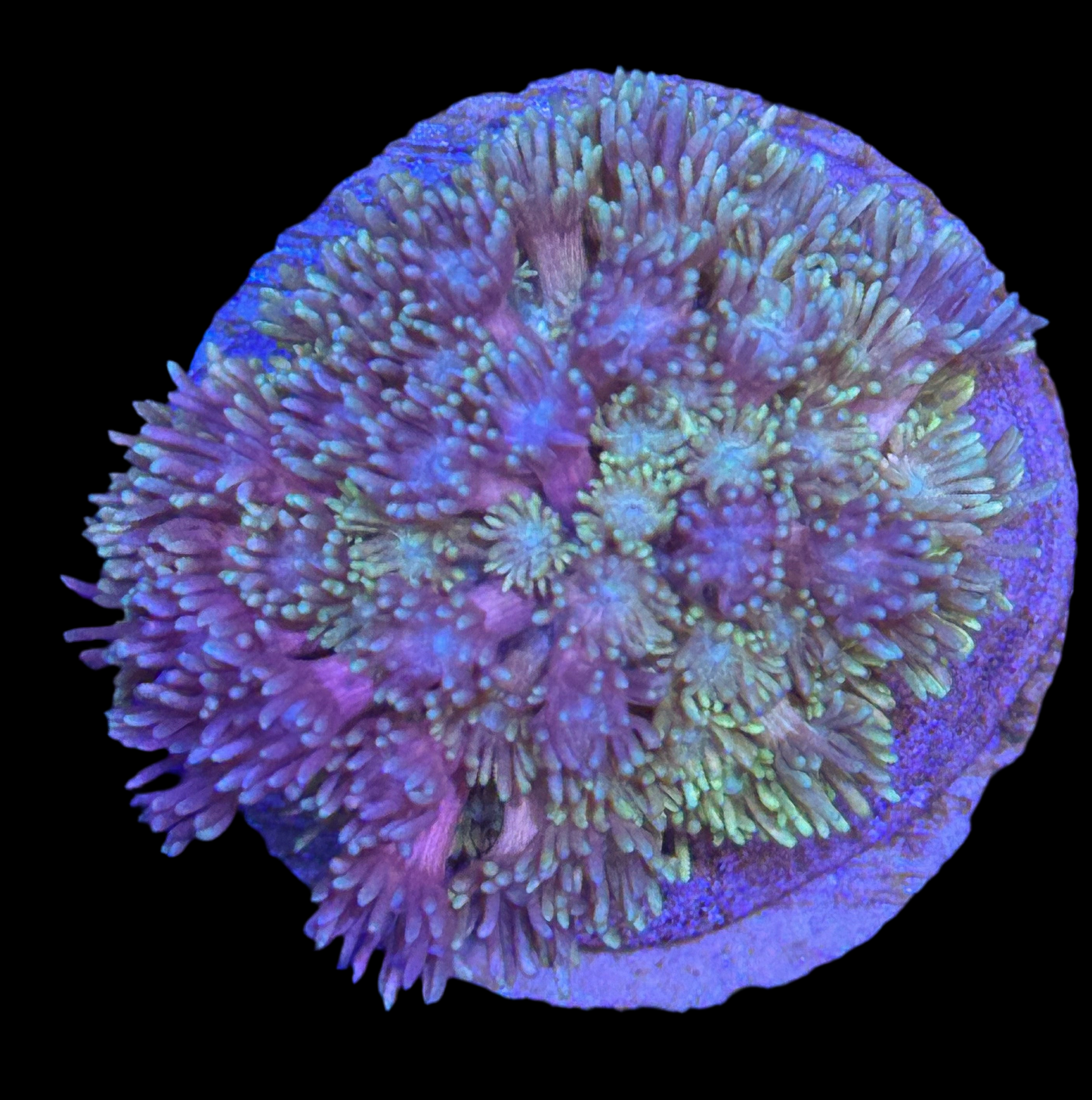 Rainbow Goniopora