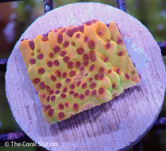 Crazy T. Montipora Frag