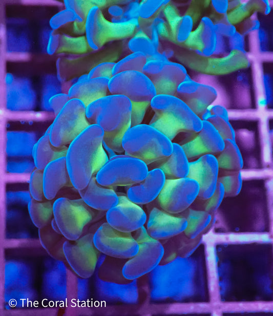 Close-up of a neon green and purple Branching Hammer Coral (Euphyllia ancora) under reef aquarium lighting.