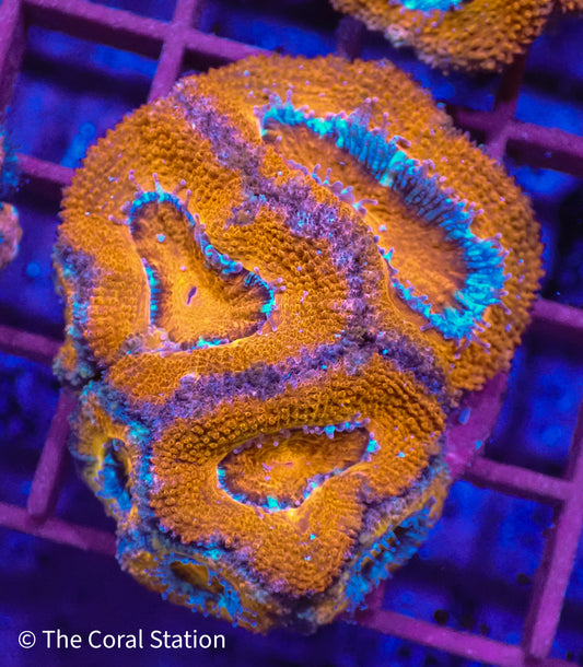Rainbow Acan