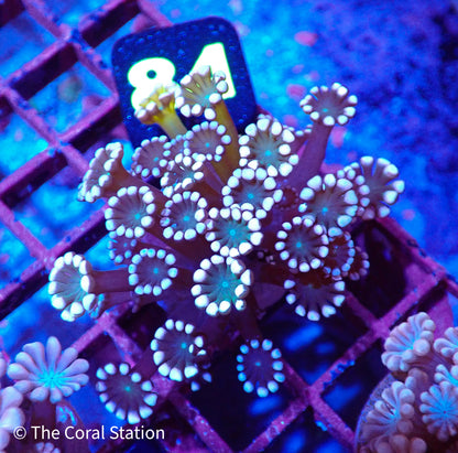 Alveopora Frag