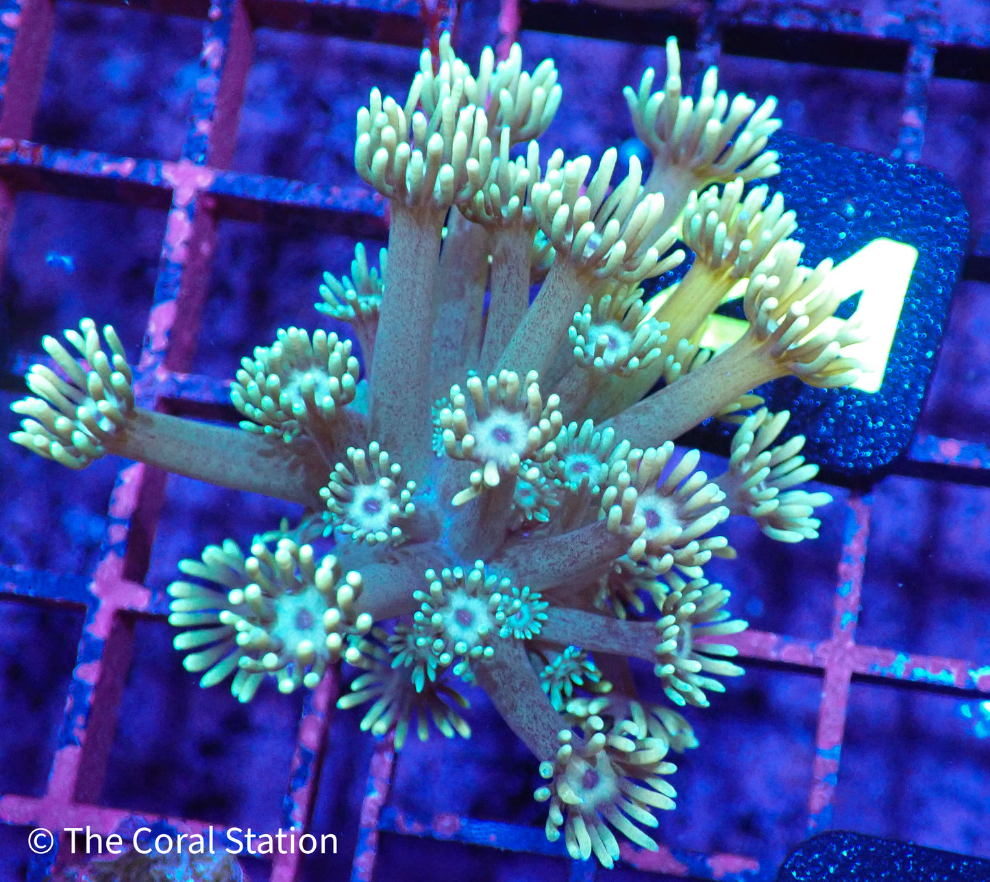 Goniopora frag