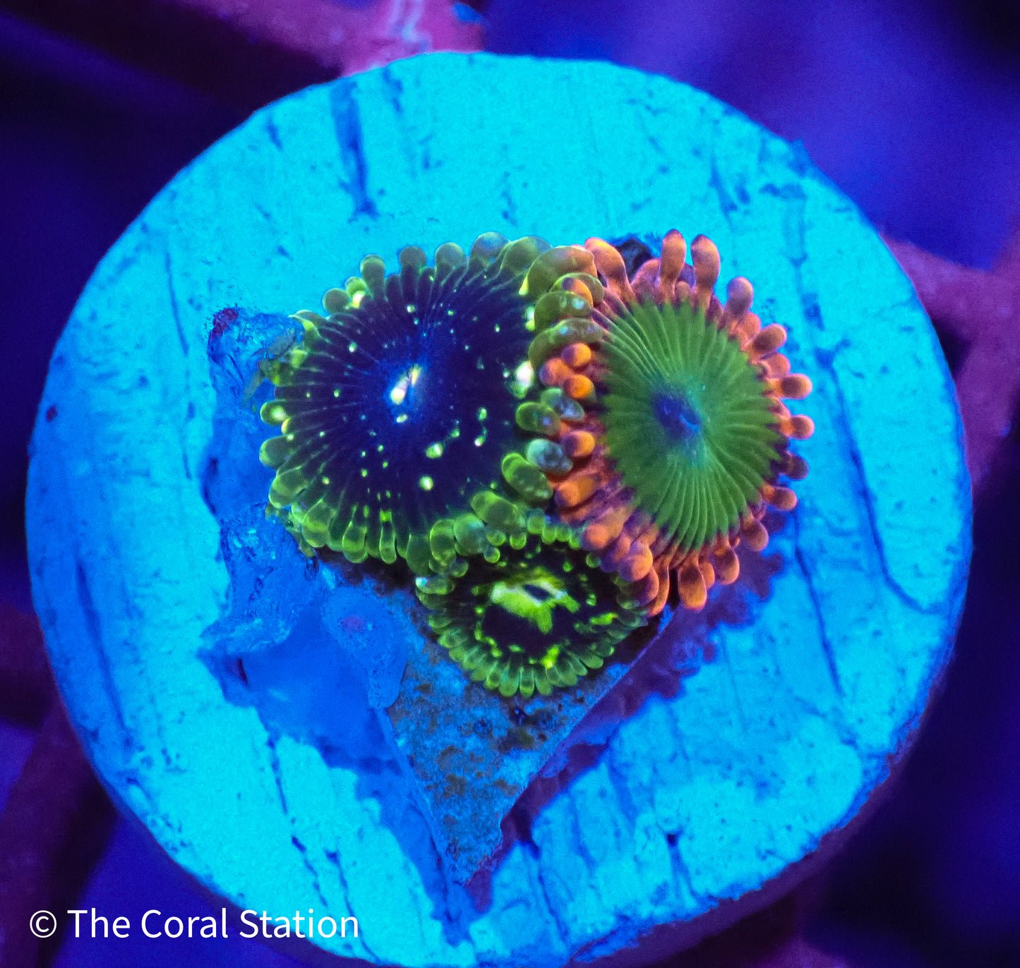 2Polyps Exosphere/1Polyp Oompa Loompa Zoa