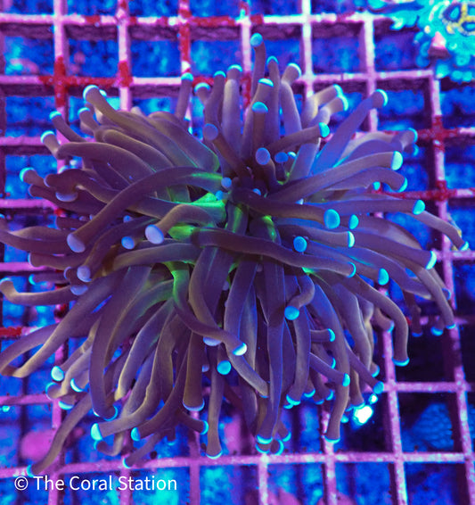 Purple Knicks Torch