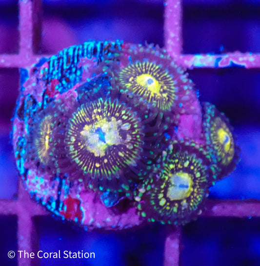 Grim Reaper Zoa 5polyps