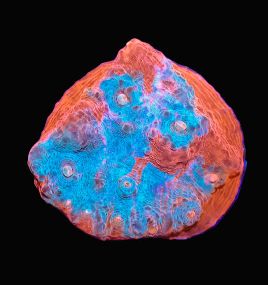 Bright Orange & Teal Chalice