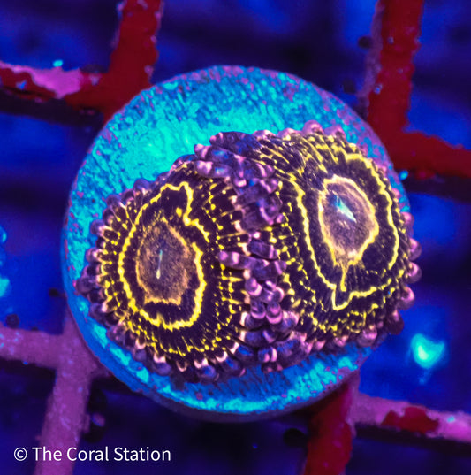 Stratosphere Zoa