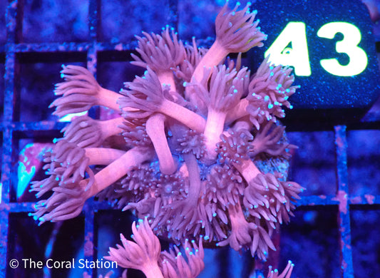 Pink Goniopora w/ Blue tips