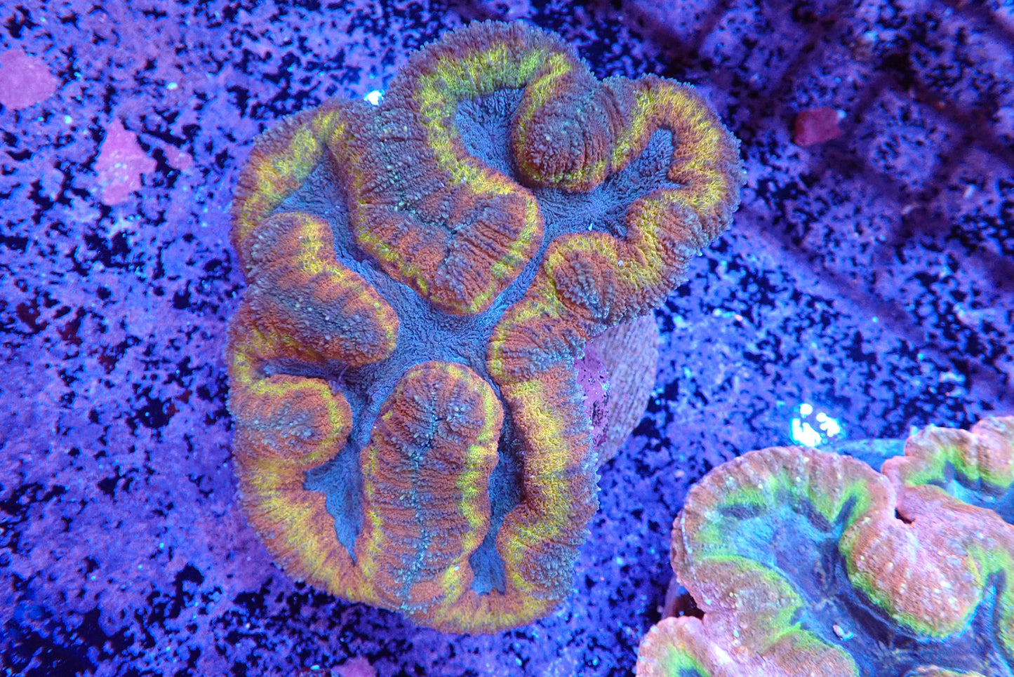 Lobophyllia