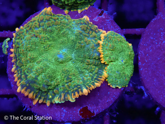 Tequila Sunrise Mushroom Coral with neon green body and orange-yellow tipped vesicles