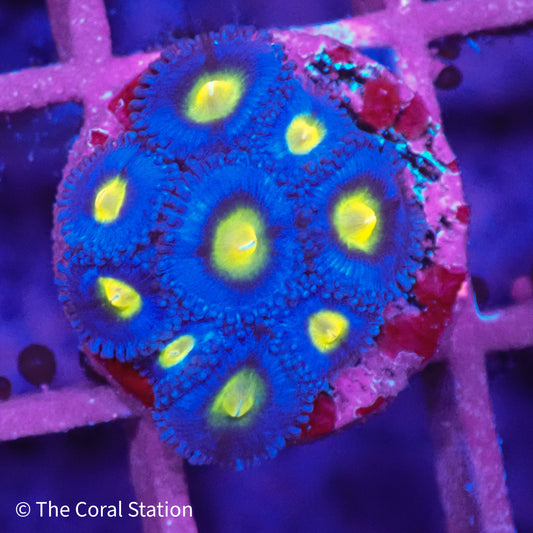 AOI Zoanthid