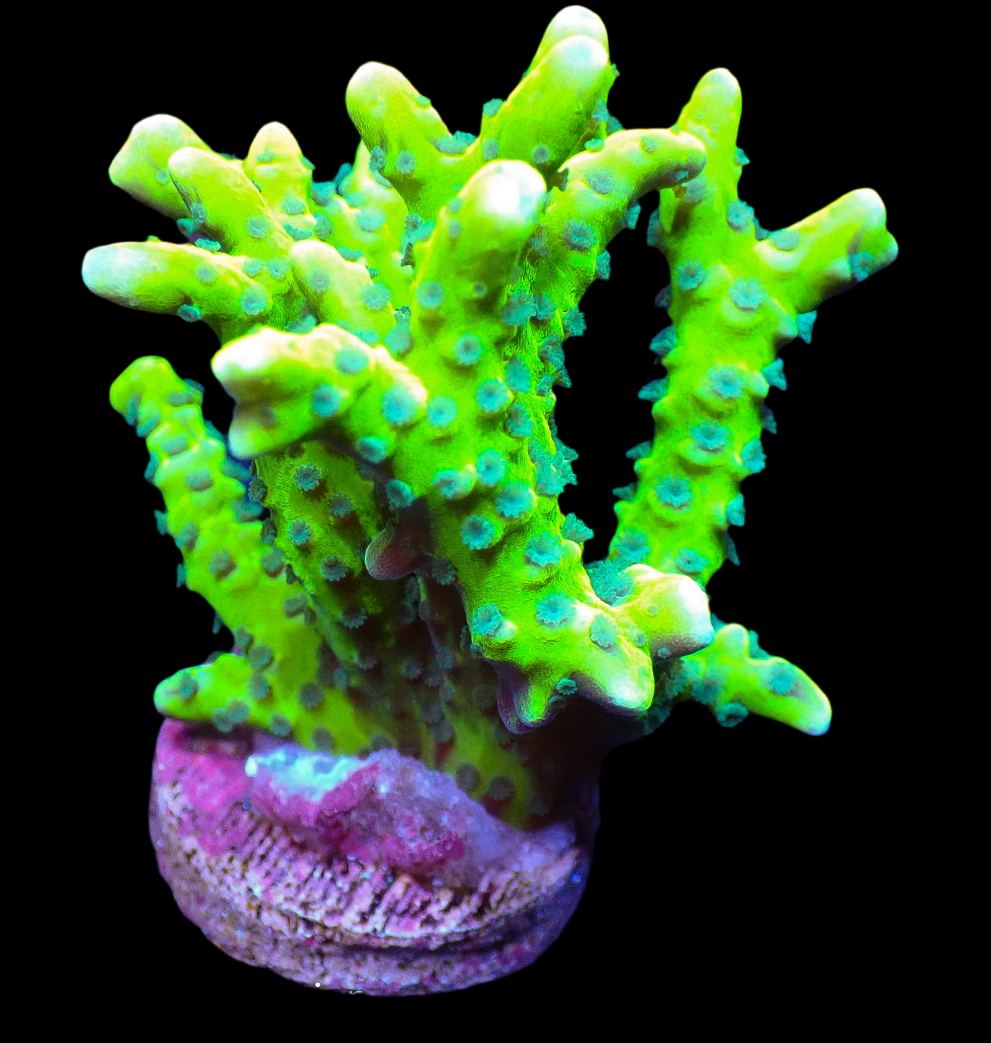 Green Goblin Anacropora