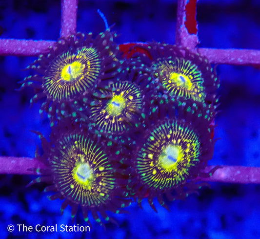 Grim Reaper Zoanthid Coral in reef aquarium with deep dark polyps and intricate patterns