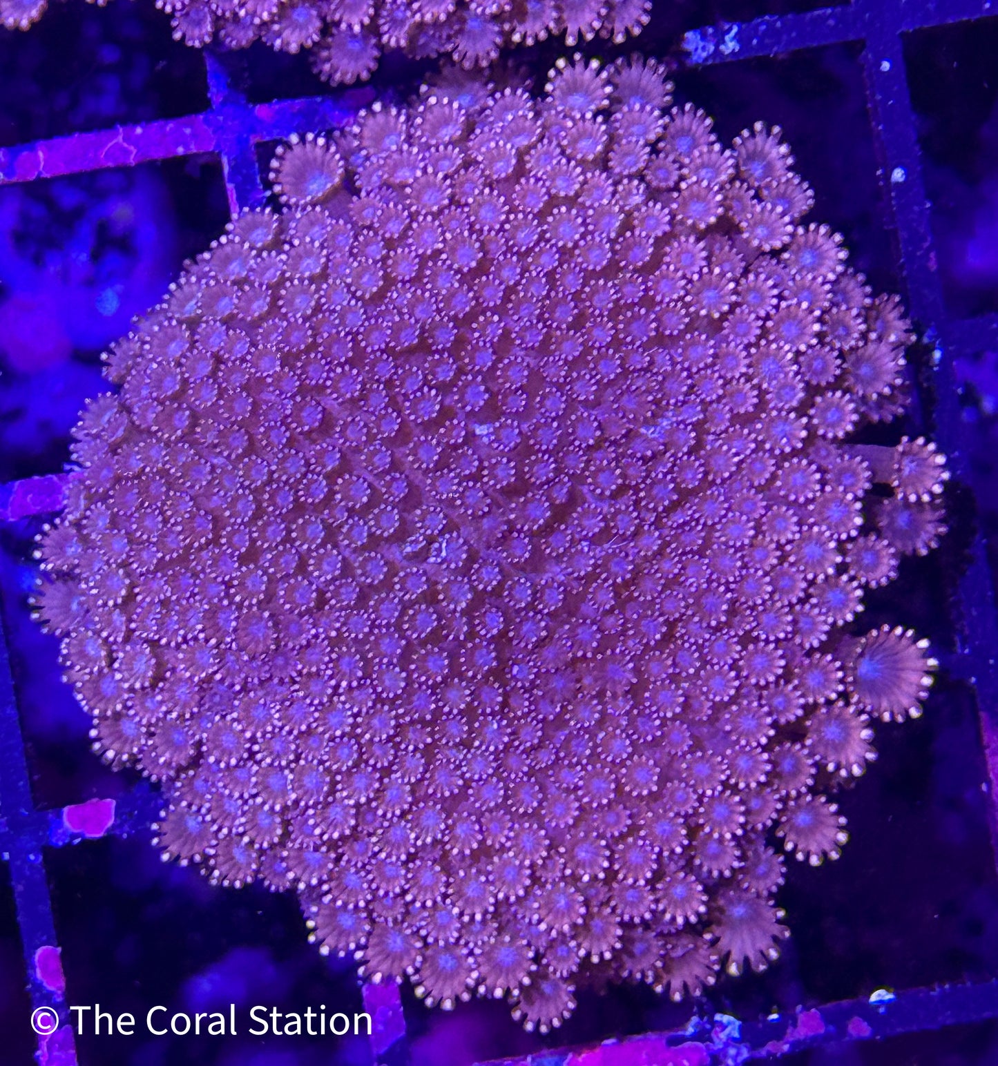 Pink Bernardpora