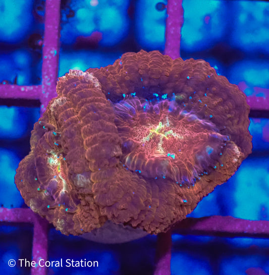 Asian Acan