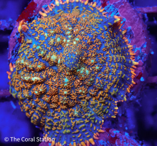 Ultra Rhodactis Mushroom Coral with blue base and orange textured nodules