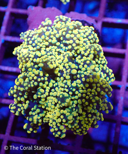 Orange Octospawn