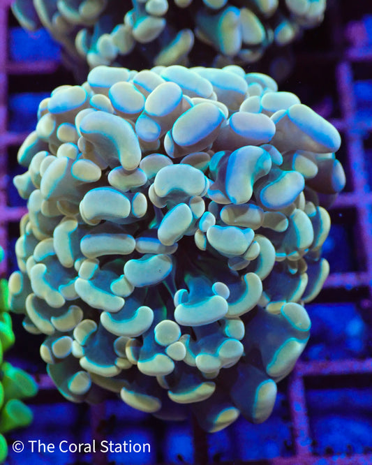Rainbow Hammer Coral frag with neon  tips and green base glowing under reef lighting”