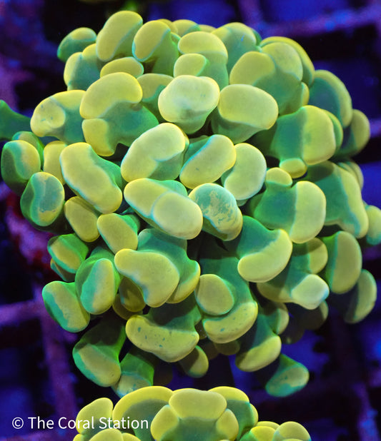 Holy Grail Hammer Coral frag with neon yellow tips and green base glowing under reef lighting.