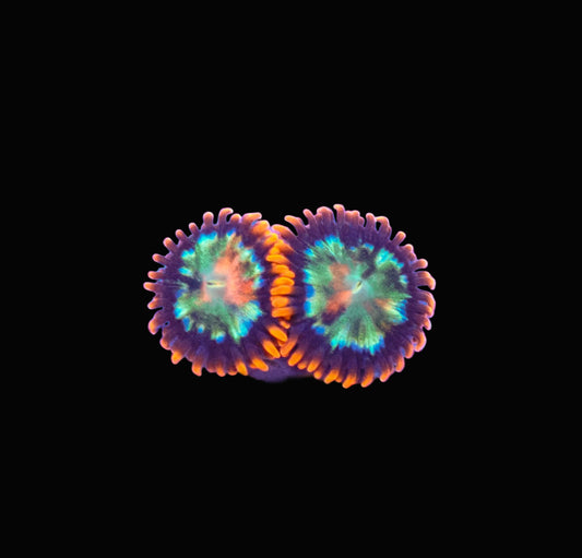Live Rainbow Zoanthid coral for sale – colorful soft coral frag for reef aquarium