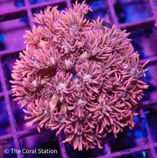 Pink Goniopora Mini Colony