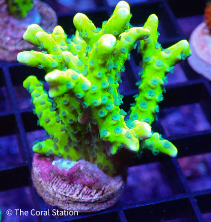 Green Goblin Anacropora