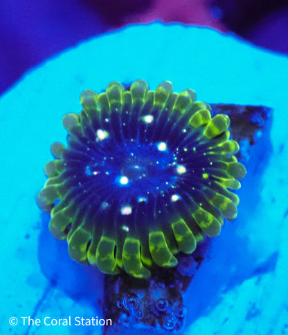 Exosphere Zoa- 1Polyp