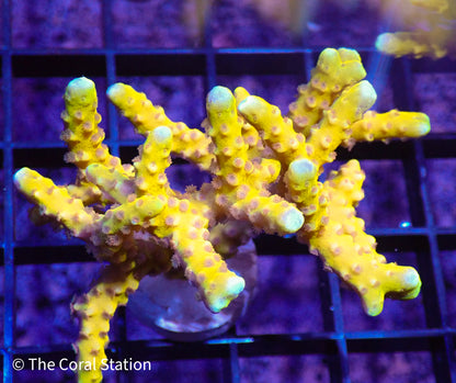 Goldenrod Anacropora