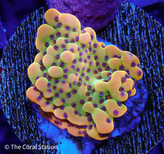 Crazy T. Montipora Coral in reef aquarium with vibrant plating and bold coloration