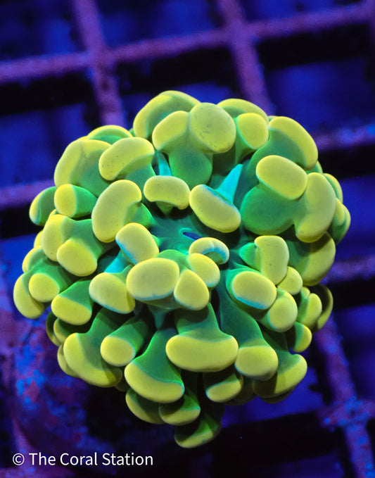 Holy Grail Hammer Coral frag with neon yellow tips and green base glowing under reef lighting.