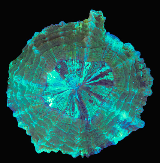Green Acanthophyllia