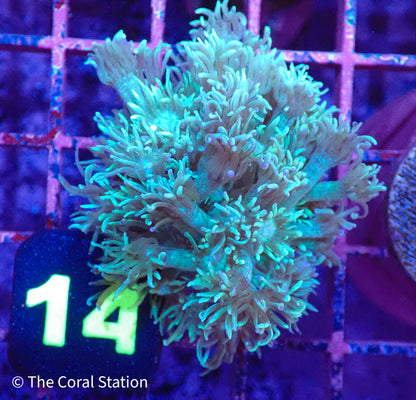 Green Goniopora