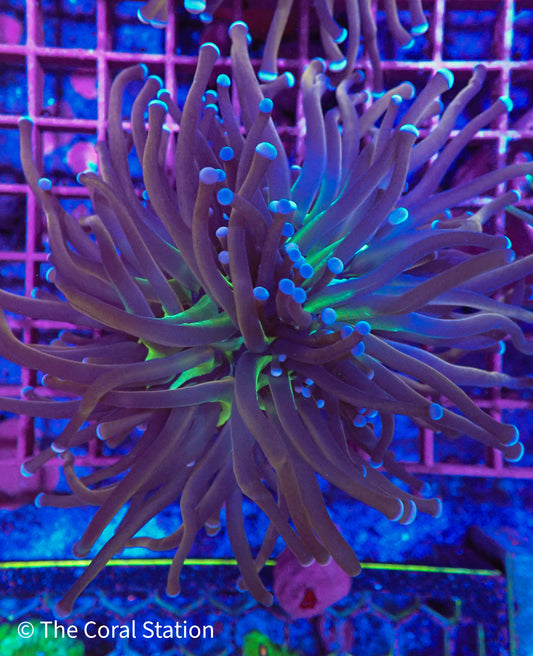Purple Knicks Torch